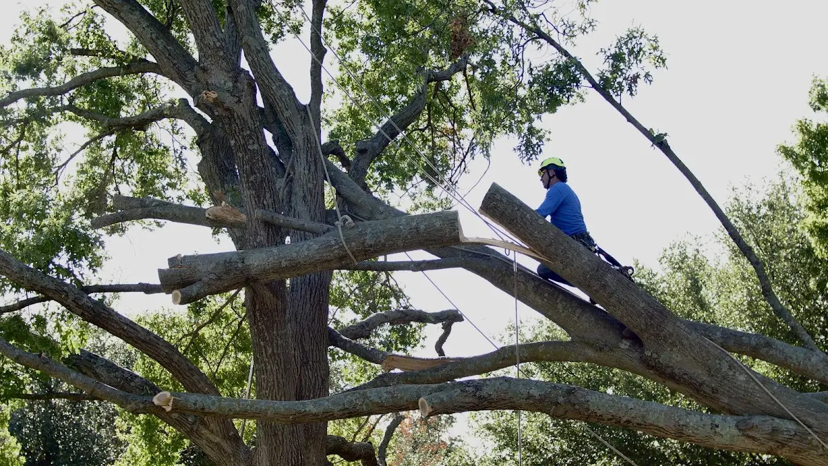 Professional Crown Thinning performed by certified arborists in Avis
